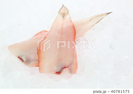 シタビラメ シタビラメ 40761575