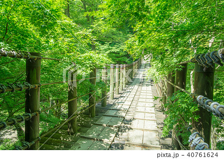 花貫渓谷 汐見滝吊り橋　新緑 40761624