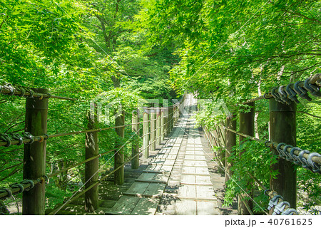 花貫渓谷 汐見滝吊り橋　新緑 40761625
