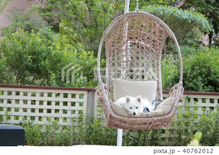 寛いで見ている日本スピッツ 40762012