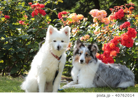 バラと日本スピッツとシェルティ 40762014
