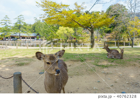 [奈良県]　奈良公園　鹿 40762328