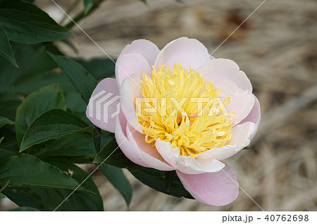 しゃくやくの花 しゃくやくの花 40762698