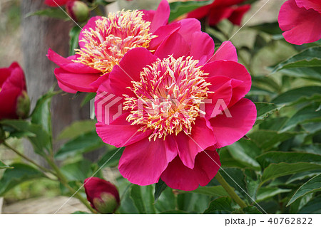 しゃくやくの花 しゃくやくの花 40762822