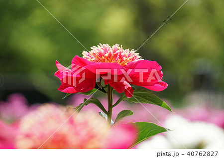 しゃくやくの花 40762827