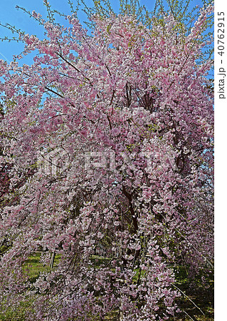春爛漫の桜 40762915