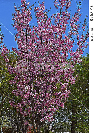 春爛漫の桜 春爛漫の桜 40762916
