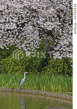 春爛漫の桜 春爛漫の桜 40762918