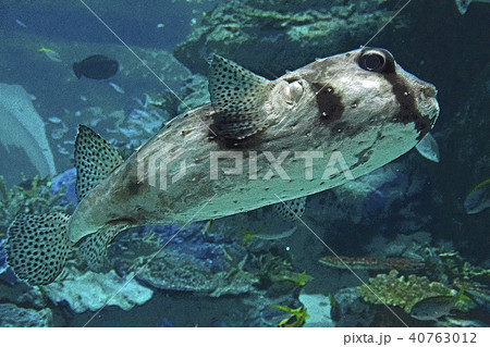 イシガキフグ 40763012