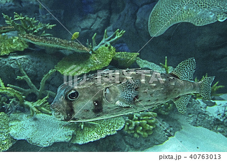 イシガキフグ 40763013