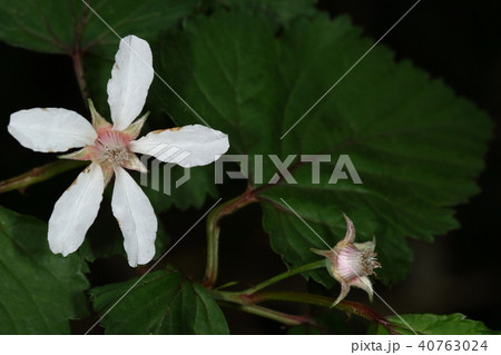 自然　植物　ニガイチゴ、花弁が細長く弱々しい感じの花。果実は甘く食べられるが種が苦いそうです 40763024