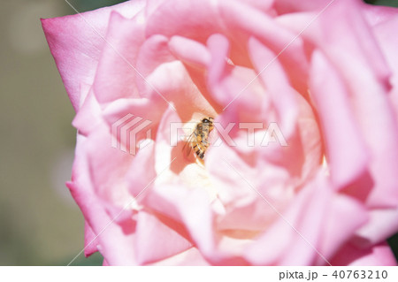 バラ　花　と　ミツバチ 40763210