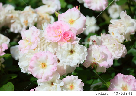 初夏のバラ マチルダの花の写真素材