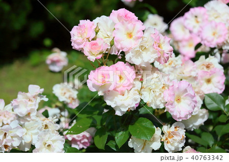 初夏のバラ マチルダの花の写真素材