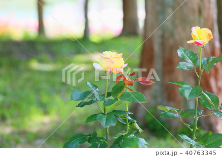 初夏のバラ　ベラローマの花 40763345