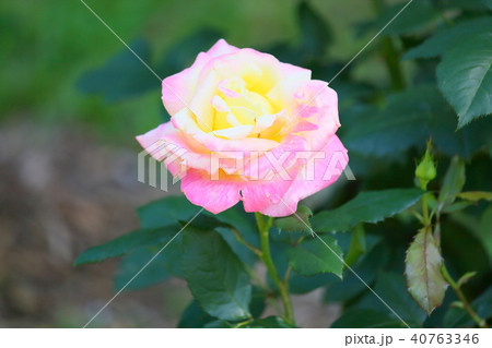 初夏のバラ　ベラローマの花 40763346