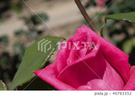 バラ　桃色 40763352