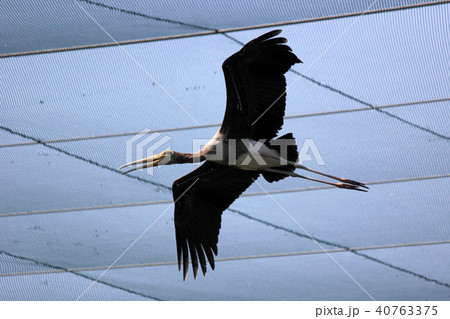 flying painted stork bird in the zoo 40763375