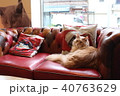 猫　イギリスの猫カフェ 40763629
