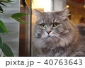 ねこ　猫　CAT 40763643