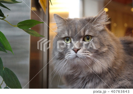 ねこ 猫 CAT ねこ 猫 CAT 40763643