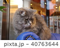 猫　猫カフェ 40763644