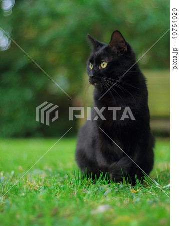 Black cat on the lawn in a garden Black cat on the lawn in a garden 40764020