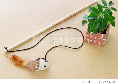 ねこじゃらし ねこじゃらし 40764632