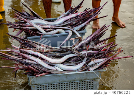 Needle nose garfish freshly caught Needle nose garfish freshly caught 40766223