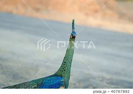 Green peafowl, Peacock in nature Green peafowl, Peacock in nature 40767892