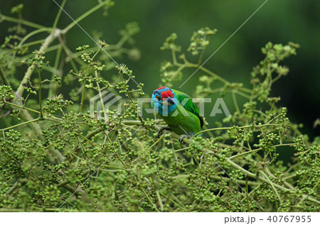 Blue-throated Barbet perching on tree Blue-throated Barbet perching on tree 40767955