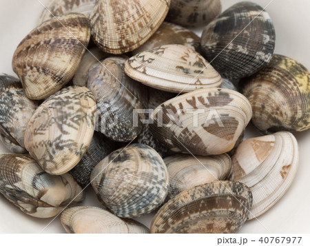 アサリ アサリ 40767977