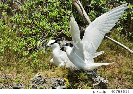 宮古島／アジサシの繁殖期 40768615