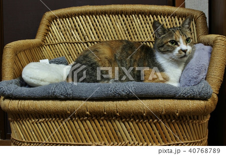 ねこ 40768789