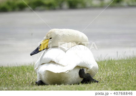 初夏の白鳥 40768846