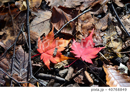 赤い落ち葉 40768849