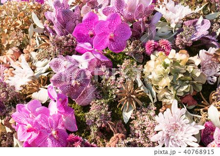 ピンク色の花々、背景素材 ピンク色の花々、背景素材 40768915