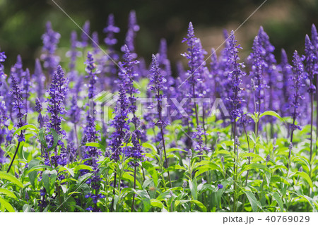 beautiful Lavender flower in Dalat Flower Park 40769029