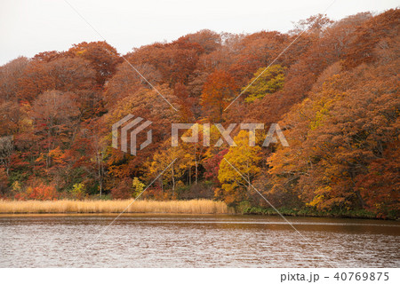 Onuma pond in beautiful autumn season. Onuma pond in beautiful autumn season. 40769875