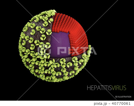 Hepatitis virus. Structure the hepatitis B virus 40770061