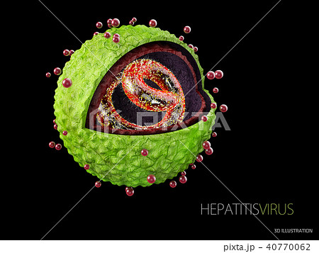 Hepatitis virus. Structure of the hepatitis virus 40770062