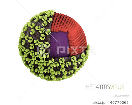 Hepatitis virus. Structure the hepatitis B virus 40770065