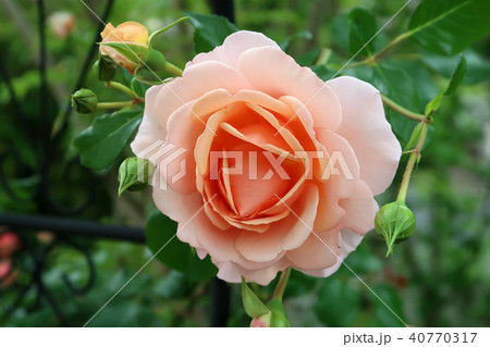 バラ 40770317