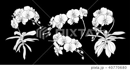 Set Of Isolated Silhouette Orchid Branch Set 1 のイラスト素材