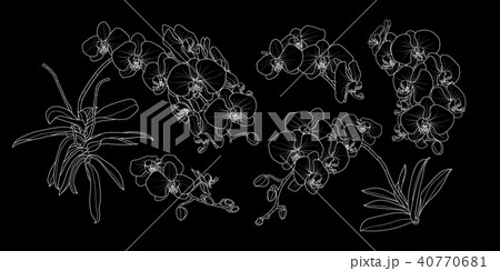 Set of isolated orchid branch in 5 styles set 2. 40770681