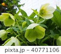 flower 40771106
