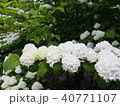 flower 40771107
