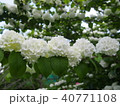 flower 40771108