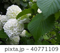 flower 40771109