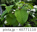 flower 40771110